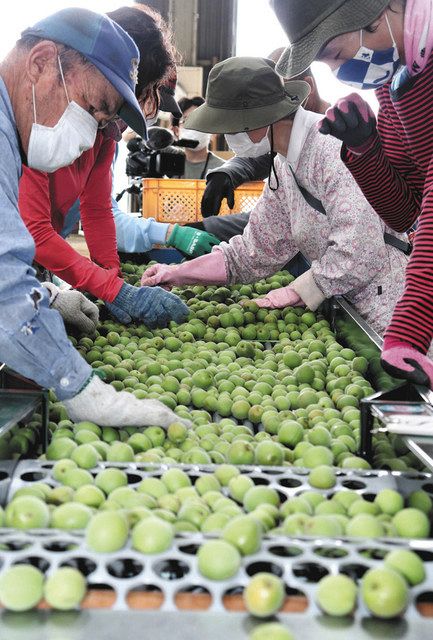 青梅出荷「収穫多め」 阿久比で6月4日まで：中日新聞Web