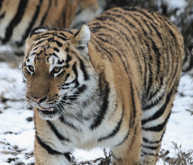 雌アムールトラ ３月に秋田から仲間入り 茶臼山動物園 中日新聞web