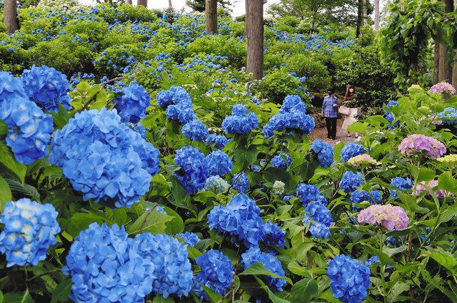 青や紫 梅雨を明るく 伊那 深妙寺でアジサイ見頃 中日新聞web