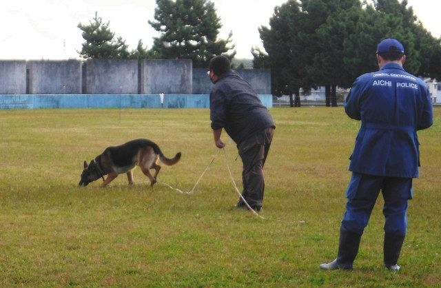 捜査 捜索能力試す嘱託警察犬の審査会 県警 知多で 中日新聞web 捜査 捜索能力試す嘱託警察犬の審査会 県警 知多で 中日新聞web