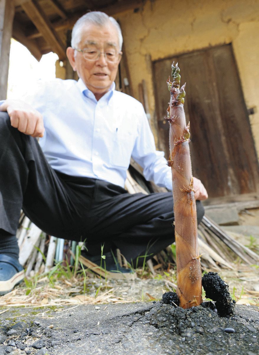 アスファルト突き破るタケノコ発見 名張の夫妻「まさに淡竹（はちく