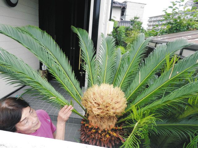 ソテツの花 ４７年間で初開花 瀬戸の小栗さん宅 中日新聞web