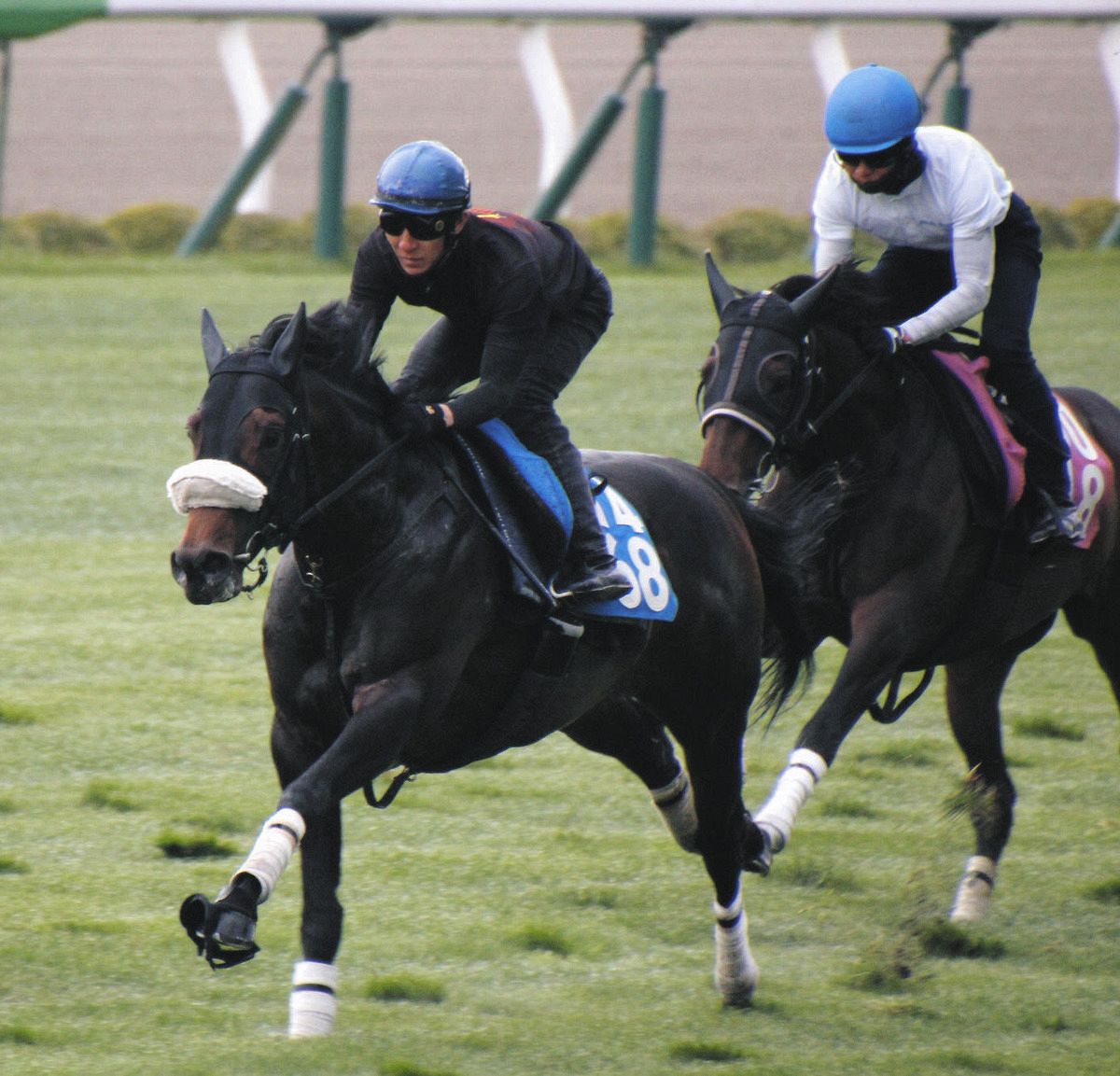 函館芝で追い切り、しまいしっかり伸ばすドンアミティエ（左）＝函館