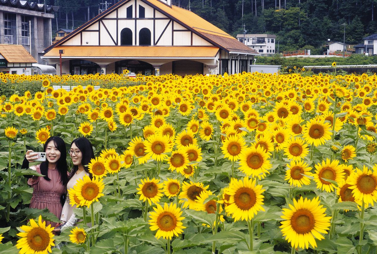 大輪2万本、笑顔で一枚 美濃でヒマワリが見頃：中日新聞Web