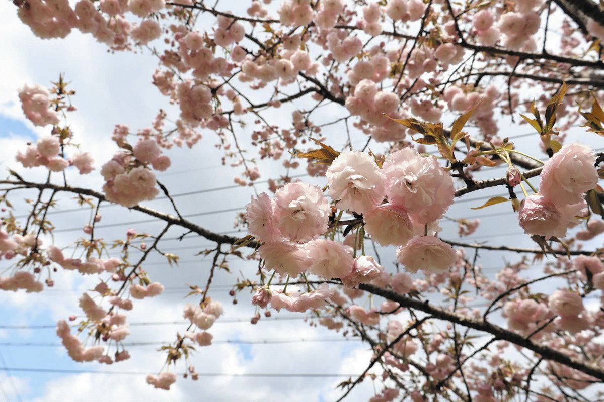 咲き誇れ 奈良との縁と 八重桜」予野で伊賀と奈良の両保存会が交流：中