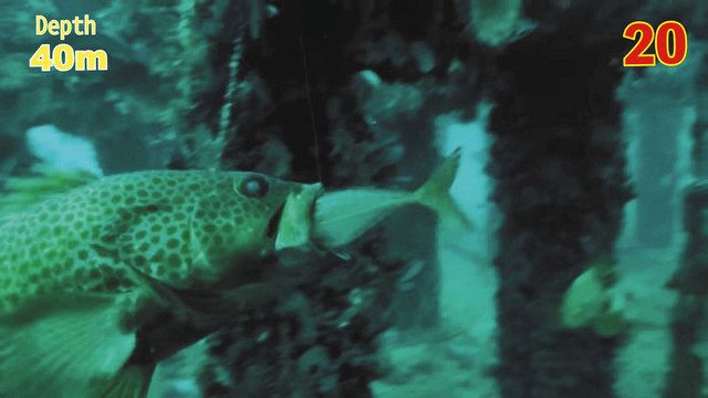 マリンチューブの動画「泳がせ釣りの衝撃捕食シーン１００連発」の一幕 