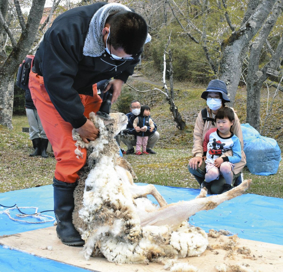 子どもが見守る中で毛を刈られるヒツジ＝土岐市肥田町の陶史の森で
