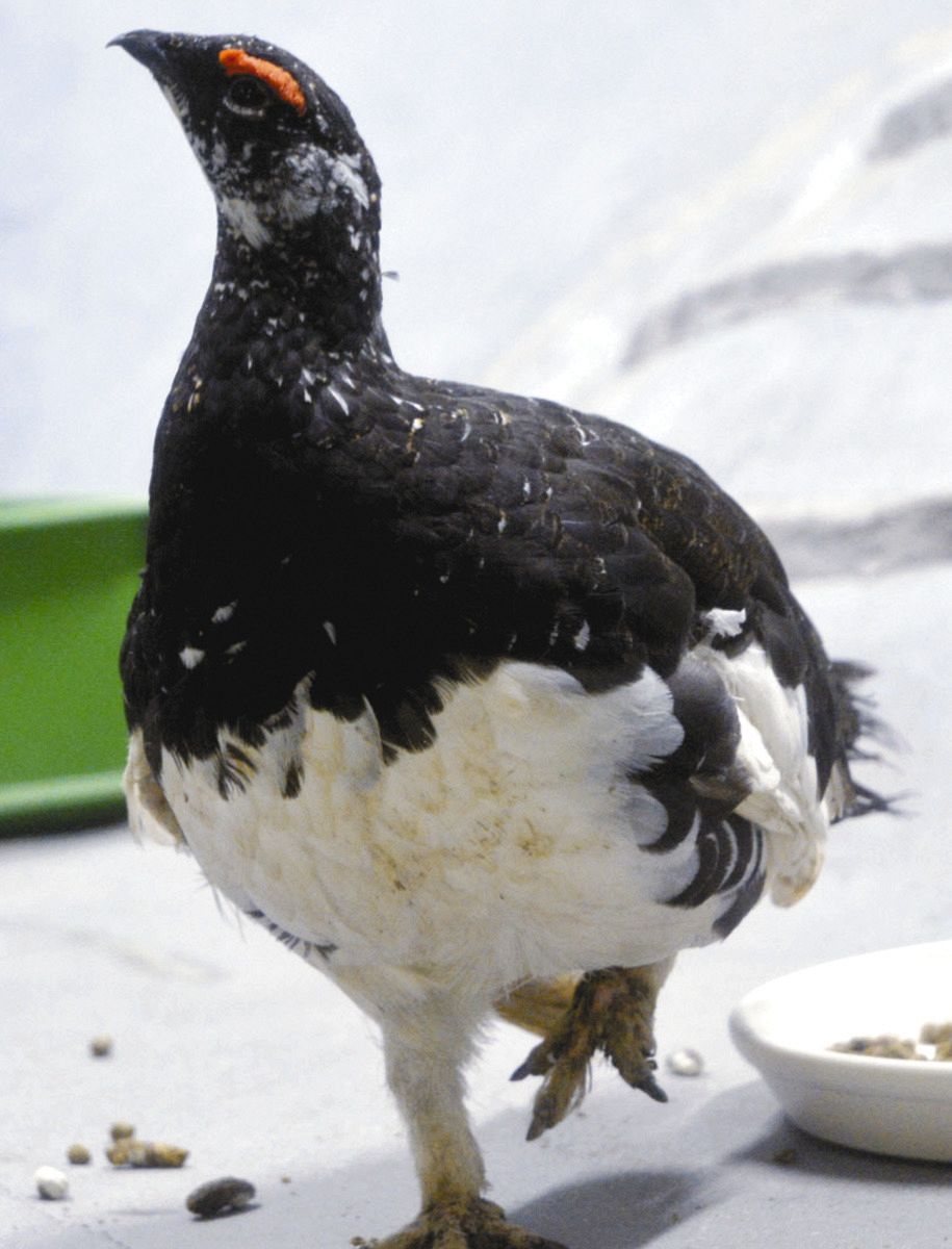 大町山岳博物館のニホンライチョウ1羽死ぬ 平均生存年齢上回る7歳の