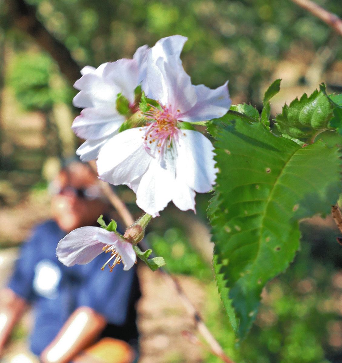 秋風に揺れる春色の花 鈴鹿・菅原神社で十月桜咲く：中日新聞Web