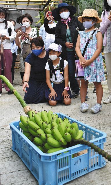 収穫されたばかりのシマバナナを見る参加者ら＝豊橋総合動植物公園で 