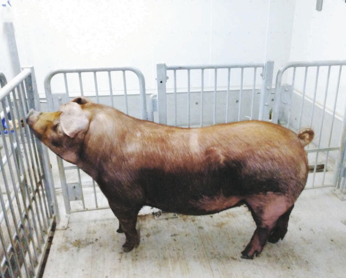 「ボーノブラウン」種豚、豚熱前の規模に 28年度までに30頭:中日新聞Web