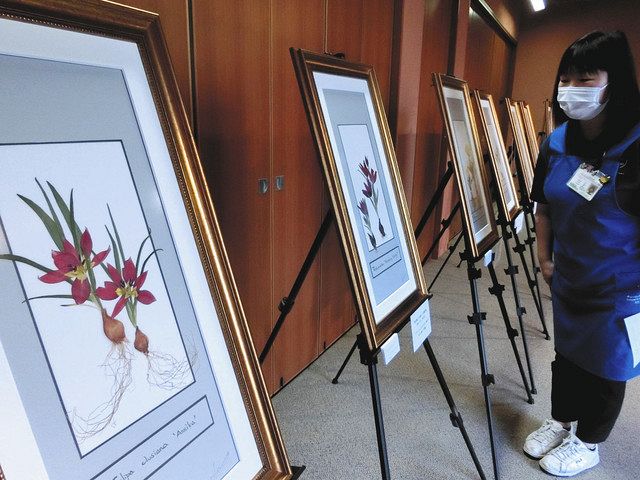 伝説のチューリップ 押し花に 砺波 四季彩館で展示 北陸中日新聞web