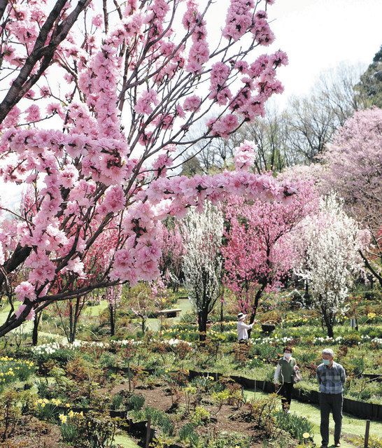 まだまだ「花」盛り ：北陸中日新聞Web