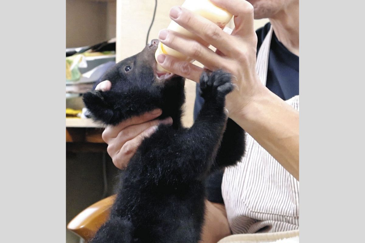 動画】岐阜県高山市の奥飛騨クマ牧場でツキノワグマの赤ちゃん誕生 4月