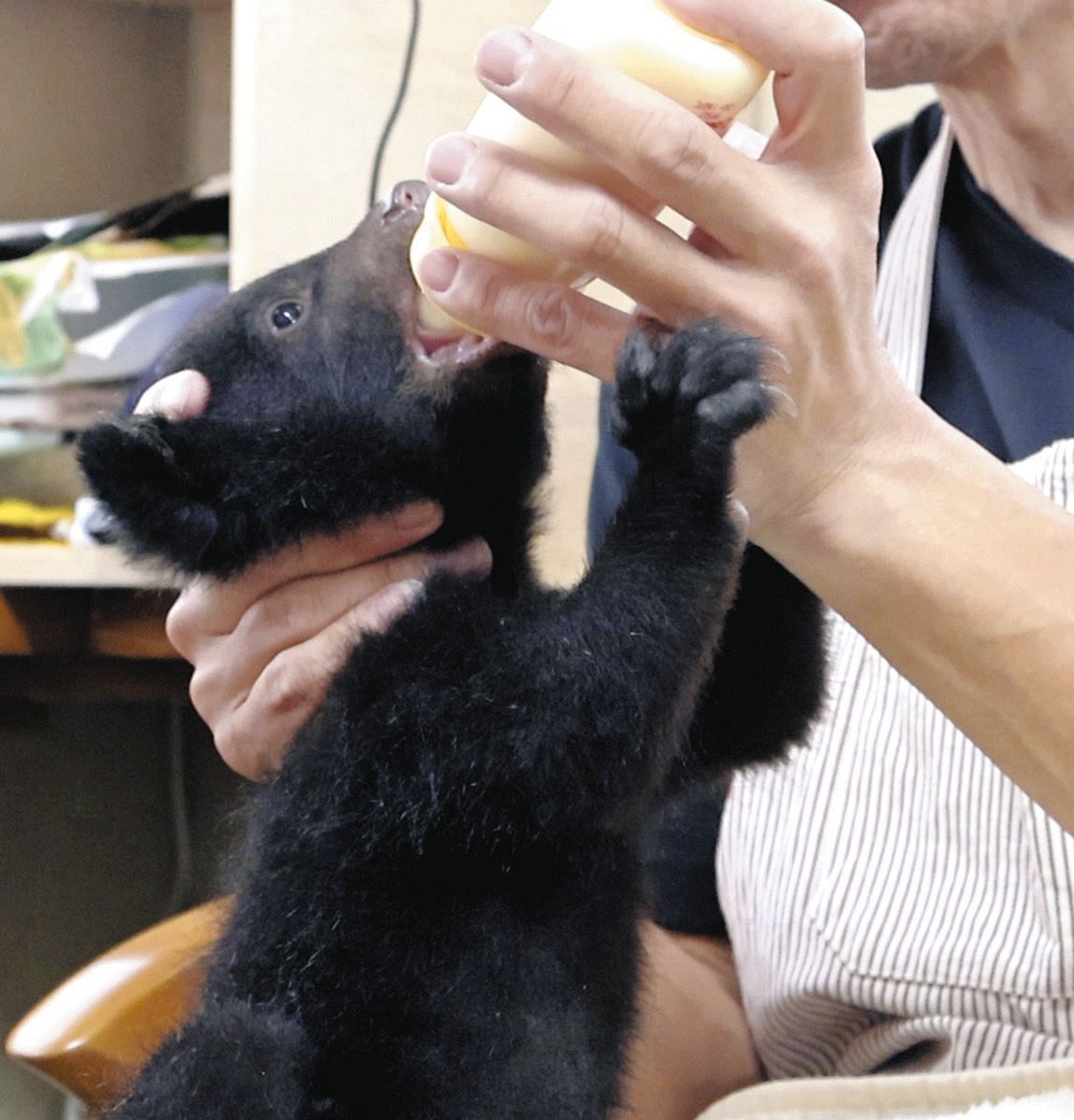 動画】岐阜県高山市の奥飛騨クマ牧場でツキノワグマの赤ちゃん誕生 4月