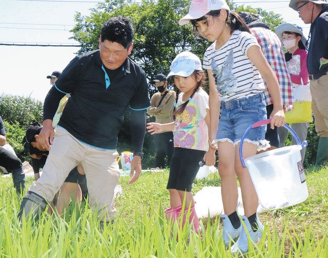 田んぼで生き物を捕まえて観察する子どもたち＝桑名市多度町小山で 