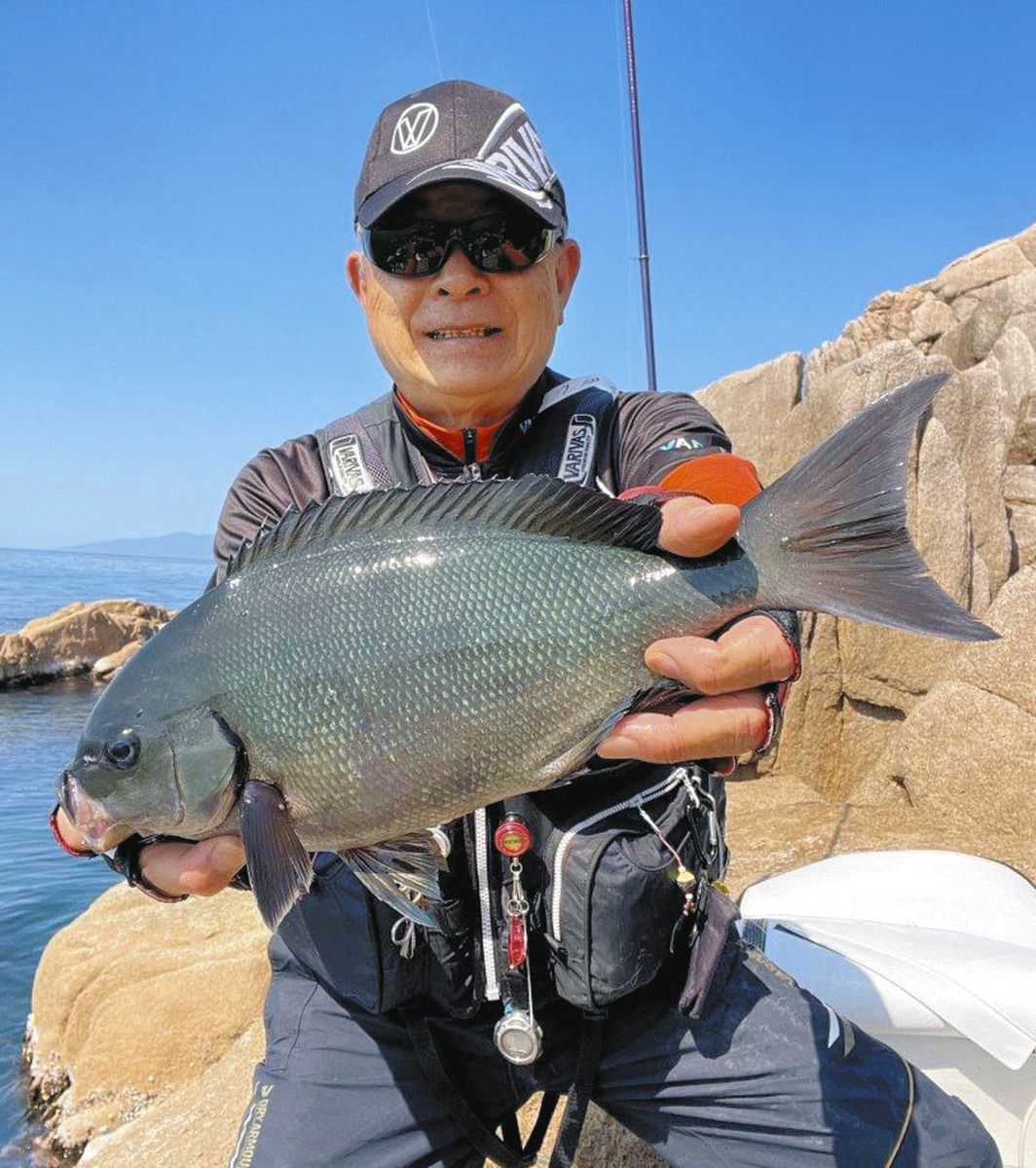 尾長グレ38センチ躍る 福井県敦賀市・白木磯：中日スポーツ・東京中