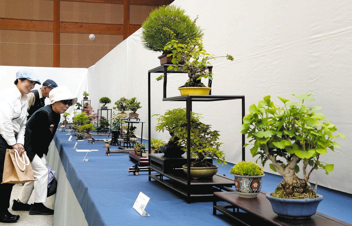 【稀少レア１点物】巨木★巨大樹木★自然派ナチュラル系、生け花【展示品★送料別】 第12回「珍奇植物展示即売会」 KKE Unusual Plants Fes 2025 『イチ