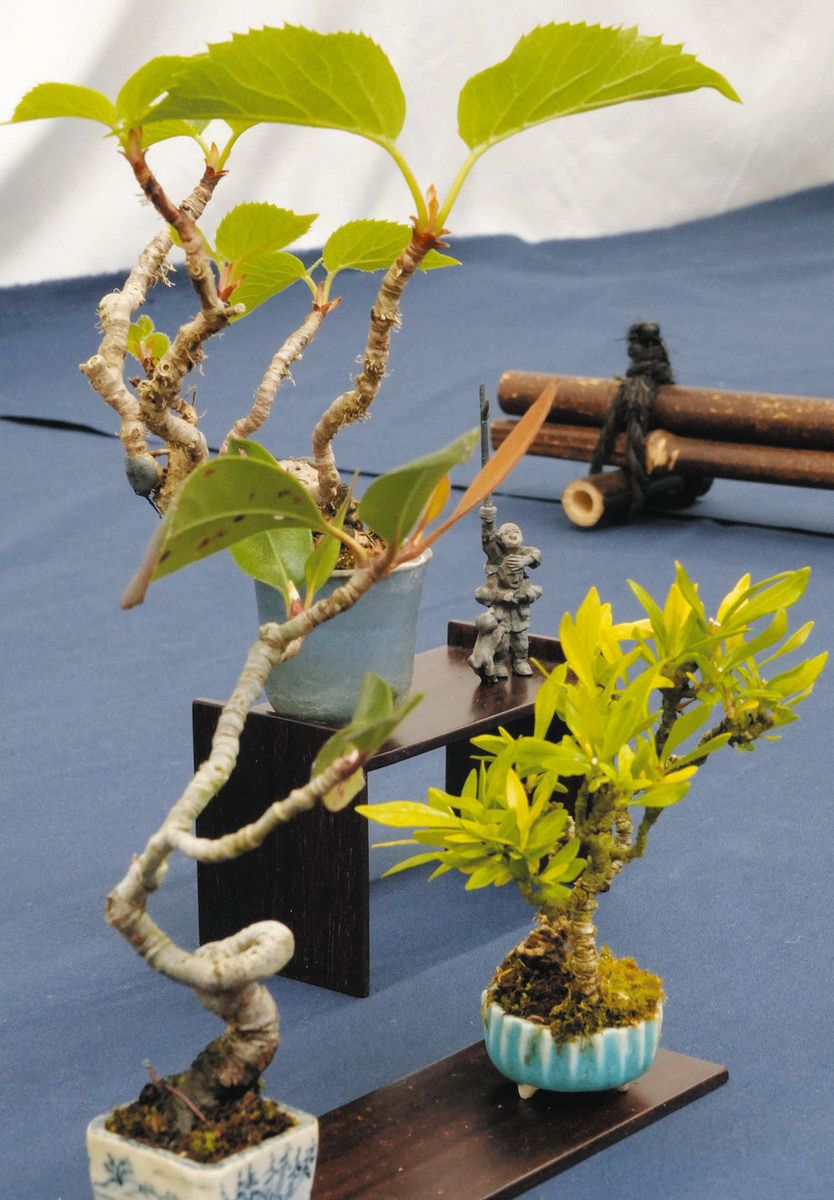 【稀少レア１点物】巨木★巨大樹木★自然派ナチュラル系、生け花【展示品★送料別】 Amazon｜HGJH フェイクグリーン 大型 A160cm 常緑樹 造木 カラー5