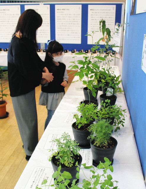 植物や精油で香りが確かめられる「植物の香り展」＝氷見市海浜植物園で 