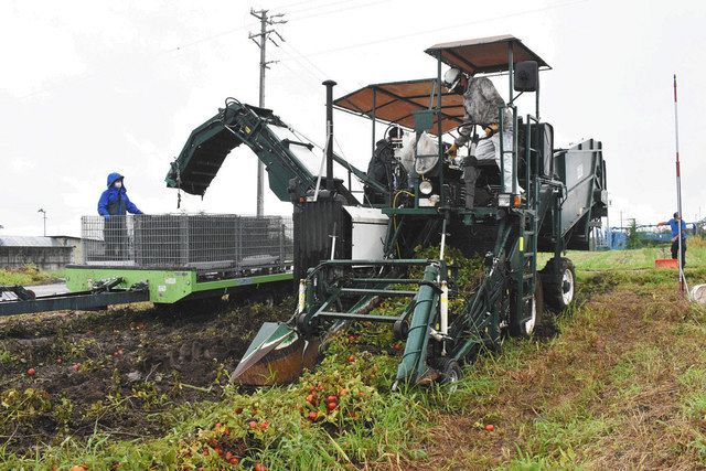 トマト省人大規模栽培へ収穫機 松本の農業法人が導入：中日新聞Web