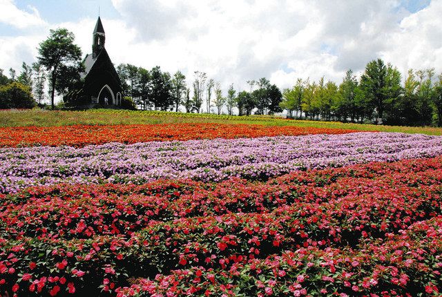 花畑の美しい季節 秋のお花のリレー 始まる ひるがの高原牧歌の里 中日新聞web