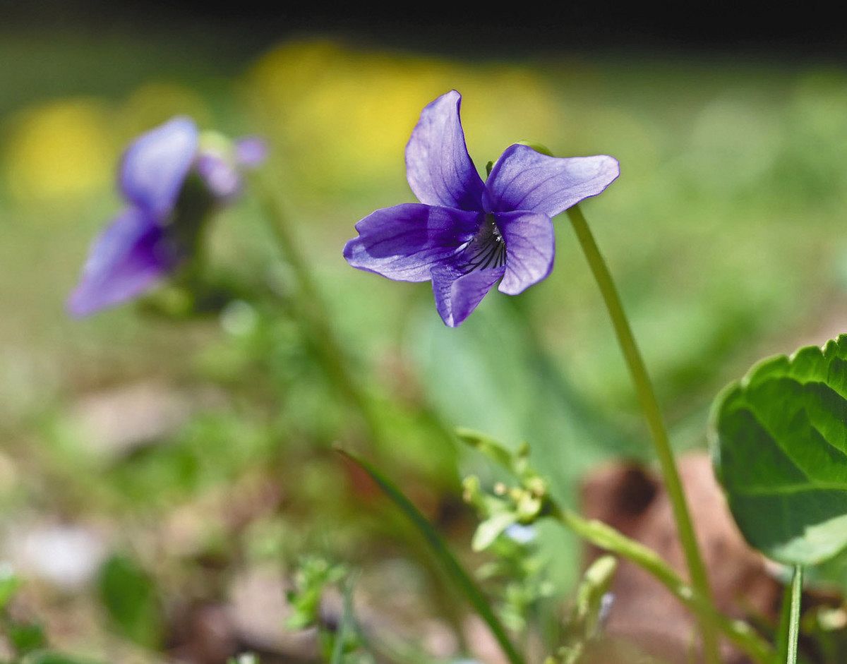 目立たずともけなげに生きる スミレの生き様 ＜花まるっと＞：中日新聞Web