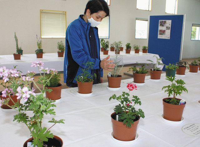 ハーブ 香りさまざま50種 氷見市海浜植物園 ミントなど展示 北陸中日新聞web ハーブ 香りさまざま50種 氷見市海浜植物園 ミントなど展示 北陸中日新聞web
