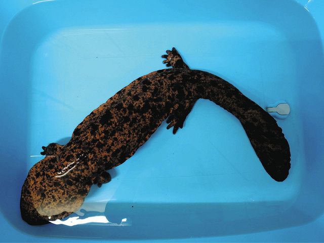 オオサンショウウオ 2024.4.26-27 日本最大の両生類 オオサンショウウオを探して