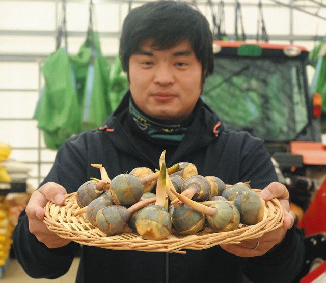 くわい苗 _ 【産直】京野菜 くわい 24入りセット|豊明卸問屋ドットコム – PKNQF