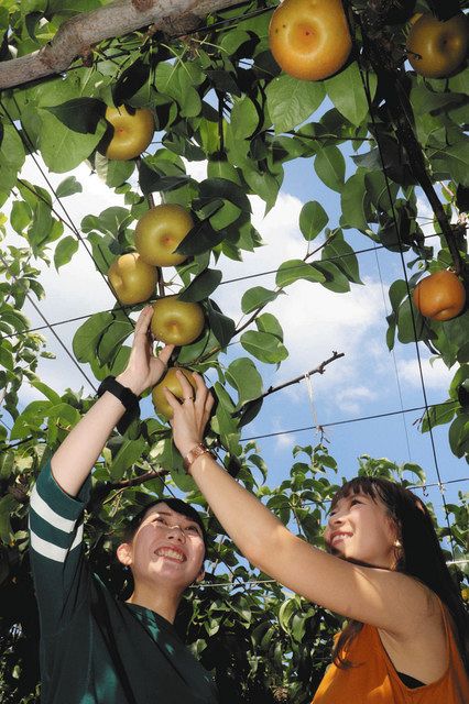 もぎたてナシ甘いね 美濃加茂で観光果樹園が開園 中日新聞web