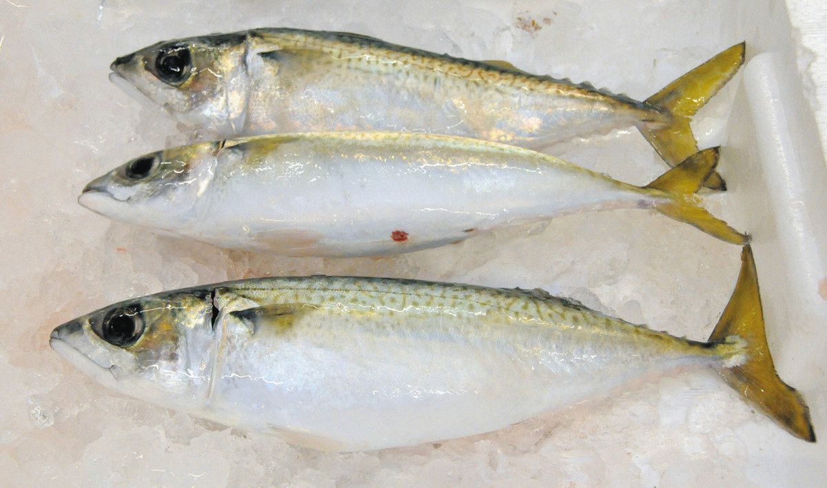 養殖マサバ食味は? 高浜開発の官民、漁業者ら評価:日刊県民福井Web