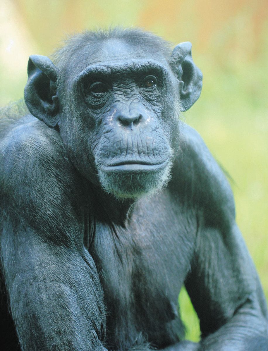 サンドラさようなら いしかわ動物園 52歳チンパンジー死ぬ：北陸中日