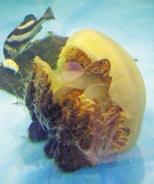 生きた大型クラゲ展示 越前松島水族館で5年ぶり：日刊県民福井Web