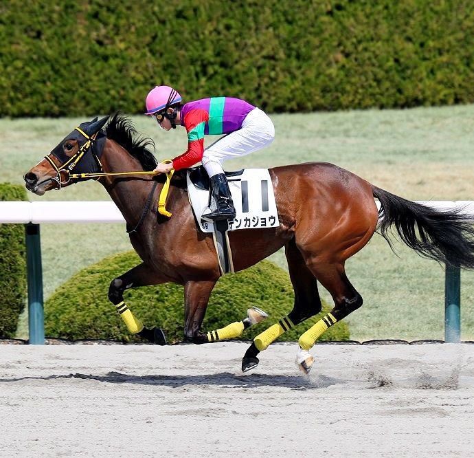 チャンピオンズC・枠順確定】10年ぶり牝馬V狙うテンカジョウは5枠10番