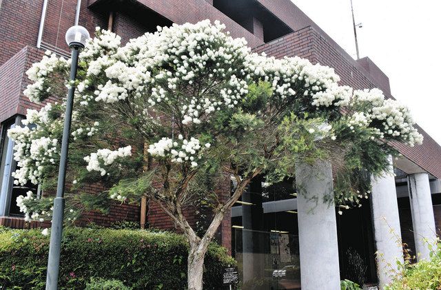 白い綿毛のような花、町役場彩る 玉城でティーツリーが見頃：中日新聞Web