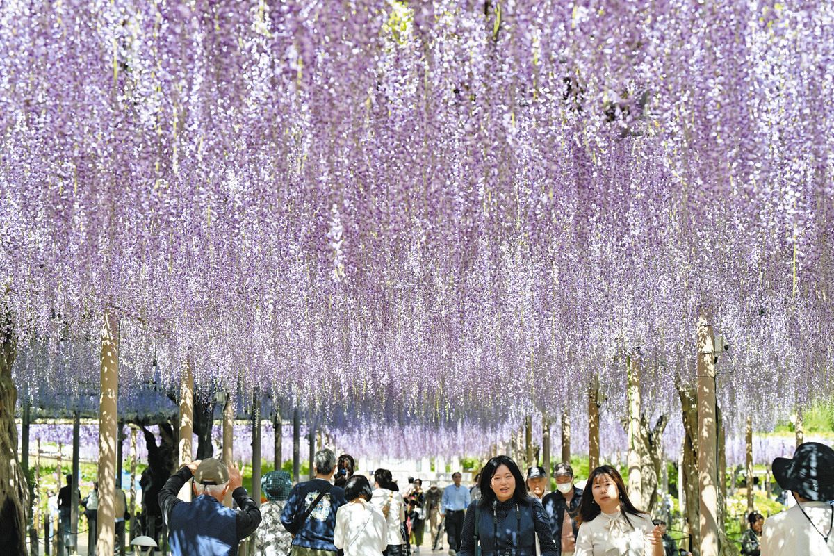 PET 7cm×5m 70cm/loop 紫藤萝苑 PET 7cm×5m 70cm/loop 紫藤萝苑