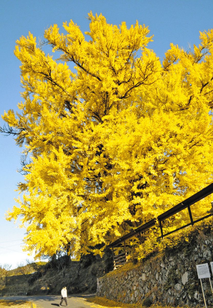 見頃を迎えた長楽寺の大イチョウ＝中津川市阿木で
