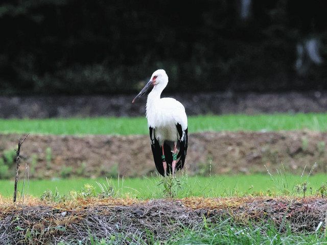 ❤️コウノドリ・血の轍　だけの出品ページです。除外品多数 血の轍 (全17巻) Kindle版