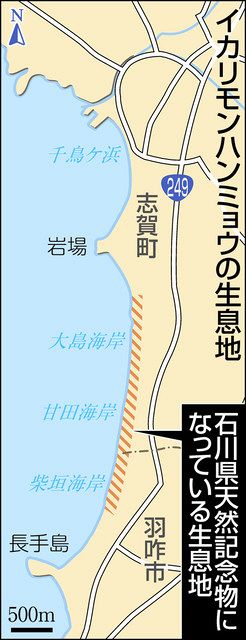 石川】希少ハンミョウ 北へ分布？ 志賀・千鳥ケ浜 今年も発見：北陸中