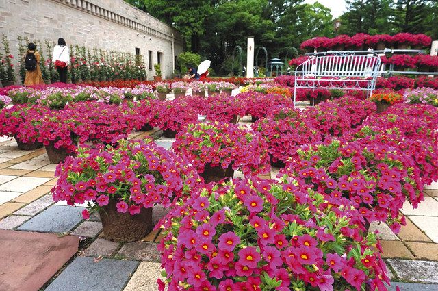 色とりどり 癒やしの花 フラリエ ミリオンベルの庭 中日新聞web