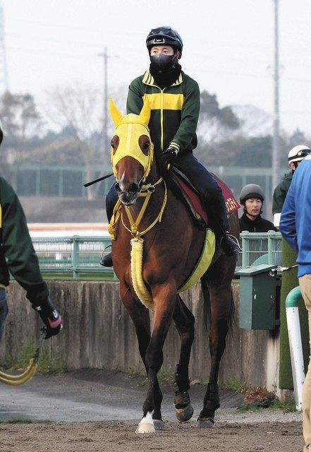 競走馬ハンドブック = THE RACEHORSE HANDBOOK - ノンフィクション/教養