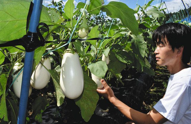 柔らか艶やか 大きな白ナス 岡崎と幸田で出荷最盛期：中日新聞Web