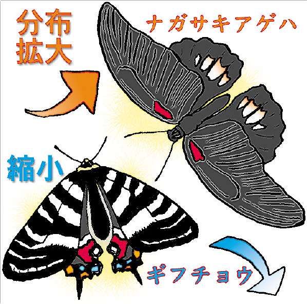 431）滋賀県のチョウの分布の移り変わり （琵琶湖博物館 八尋克郎