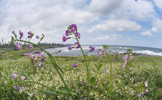 ハマダイコンの花 潮風に揺れて群生 三国の海岸で見頃 中日新聞web