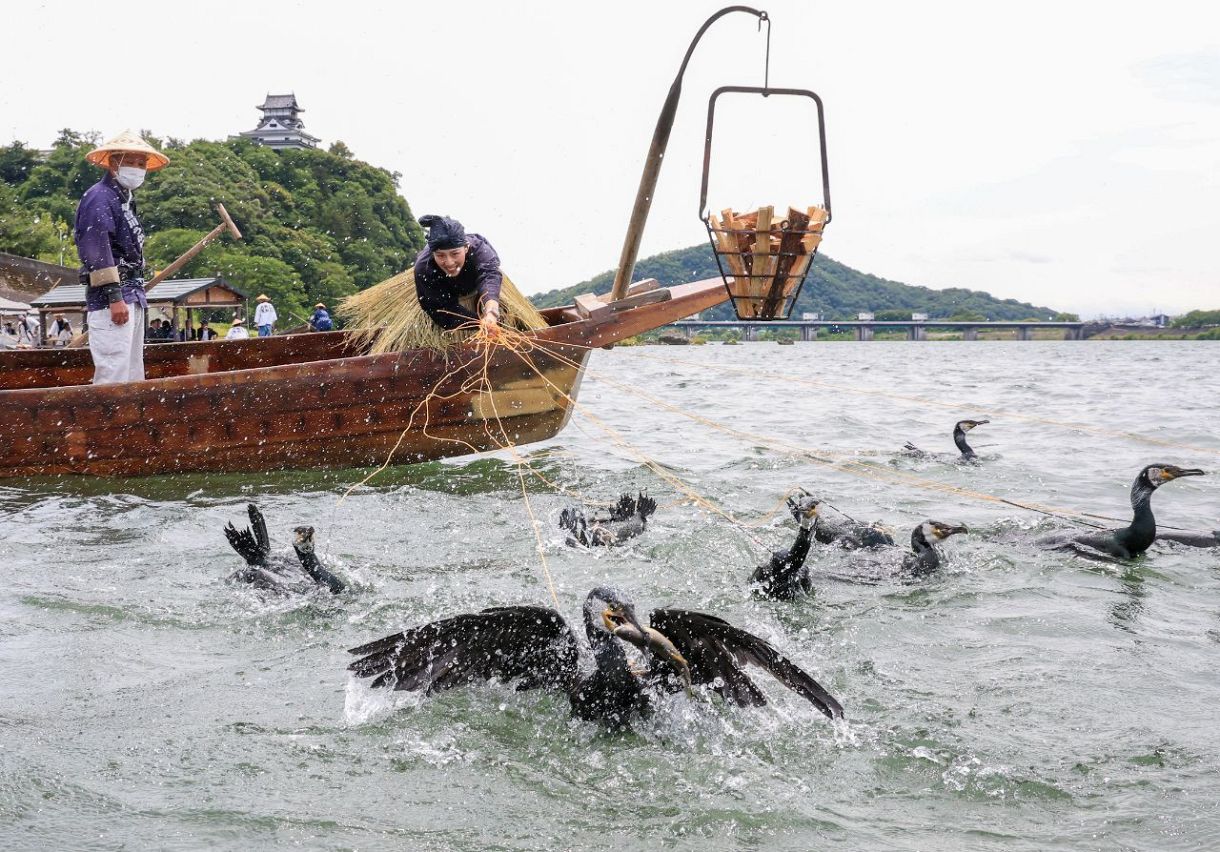 動画・写真】昼も楽しめる1300年の伝統 木曽川鵜飼が開幕 犬山城を背に迫力の漁披露:中日新聞Web