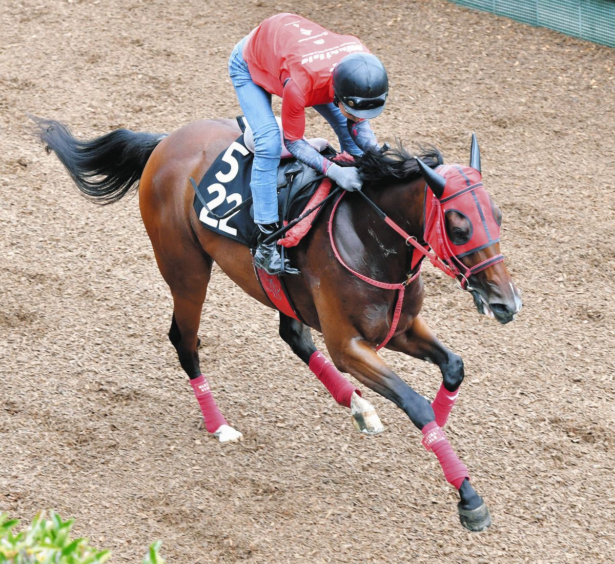 中山牝馬S】シランケド、ホーエリートとの競り合い制して重賞初V M