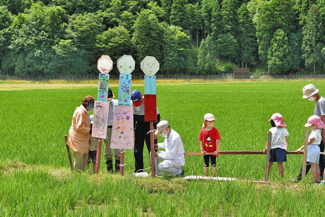 田植えした水田守って 名田庄の園児 かかし 看板作り立てる 日刊県民福井web
