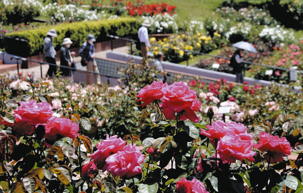 開花がピークを迎えた園内の春バラ＝島田市野田のばらの丘公園で 