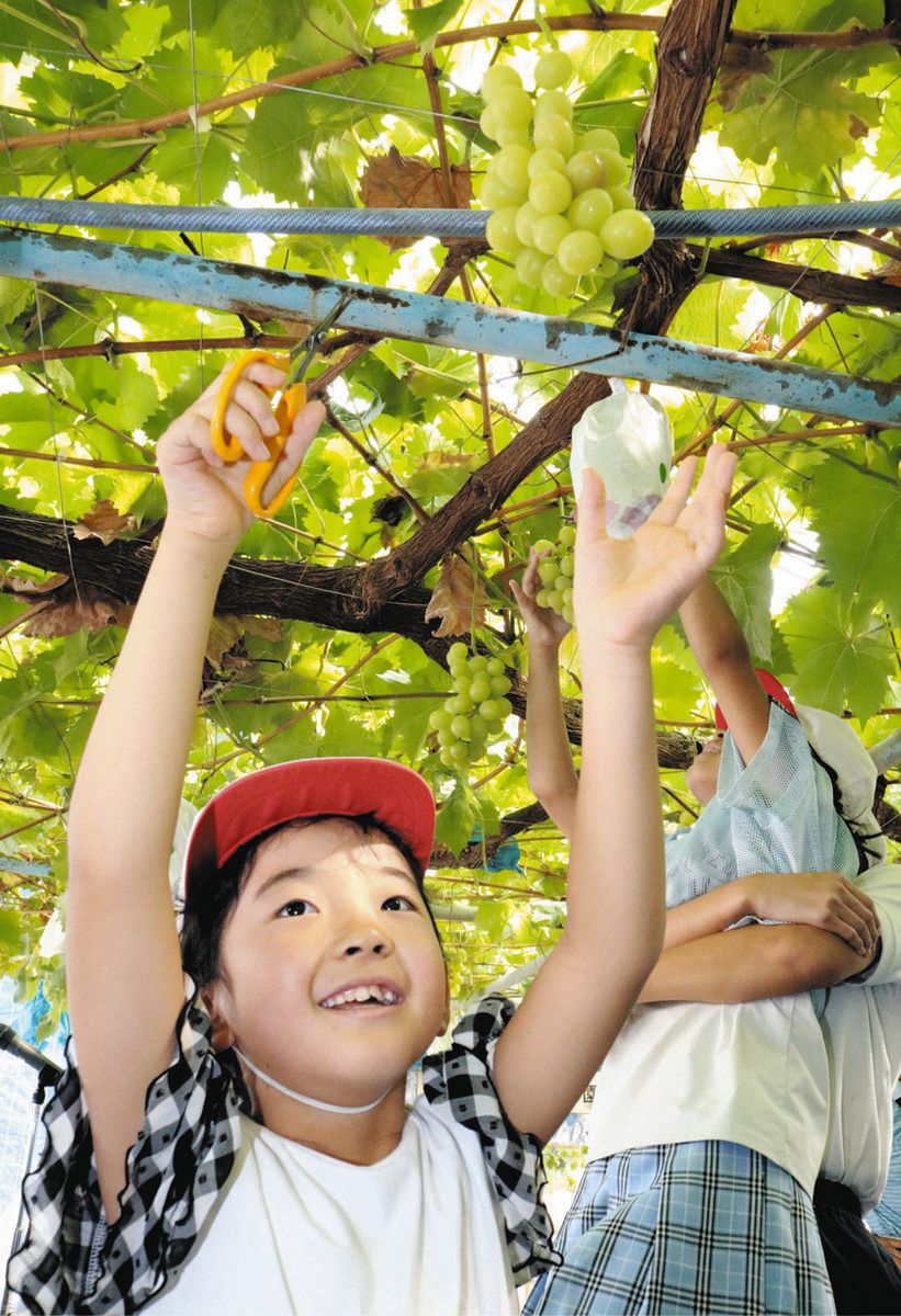 育てたブドウ、すっごく甘い 岡崎・恵田小6年生が育て全児童で収穫：中